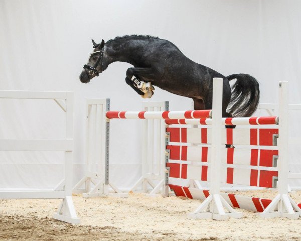 stallion Rock'n Roll 32 (German Riding Pony, 2013, from Rex the Robber)