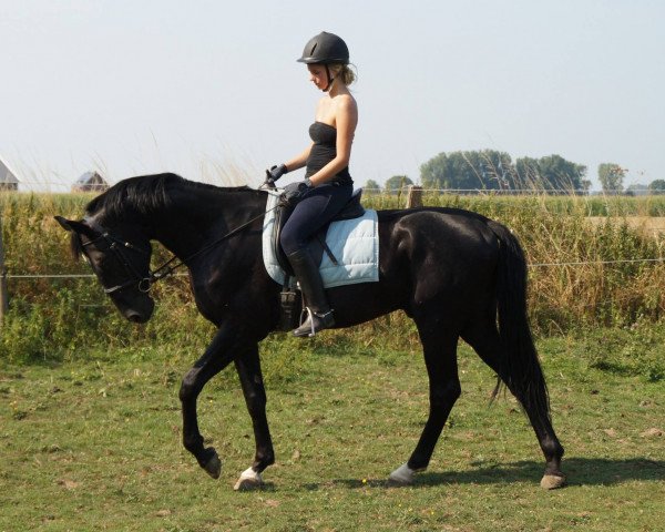 stallion Sir Santos (Hanoverian, 2009, from Sir Donnerhall I)