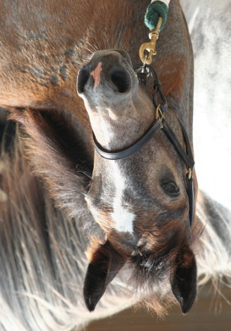 horse Kinzighausen Hazy Mozart (Connemara Pony, 2013, from Kinzighausen Hazy Majesto)