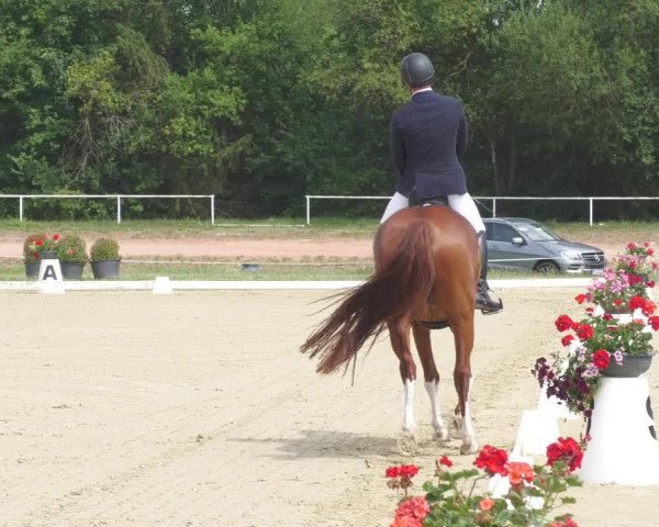 Reitturnier Heiligenwald 2020