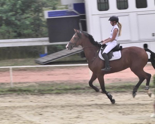 Reitturnier Heiligenwald 2020