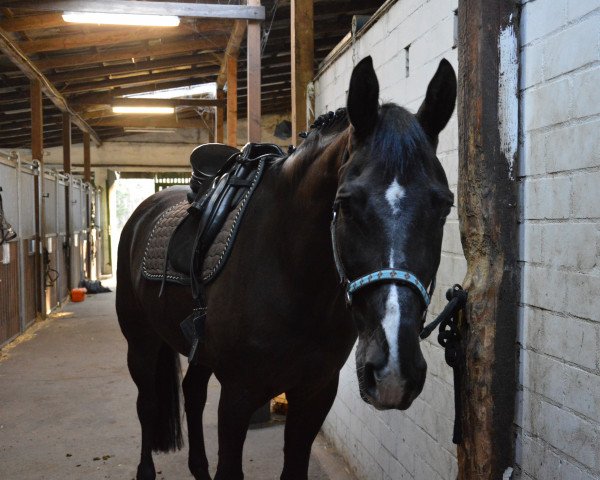 dressage horse Valentino (KWPN (Royal Dutch Sporthorse), 2002, from Weltino)