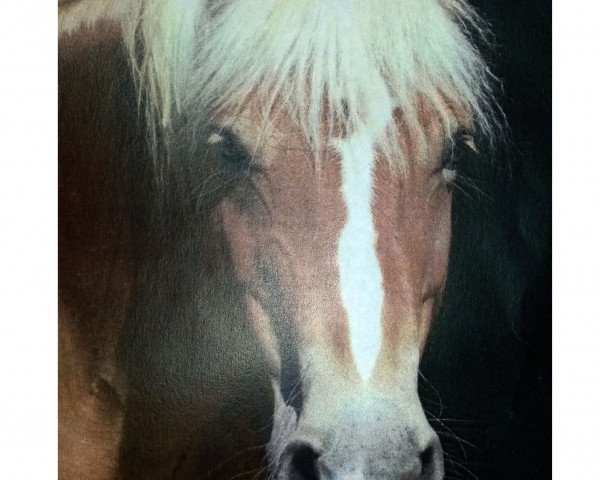 broodmare Baroness (Haflinger, 1999)