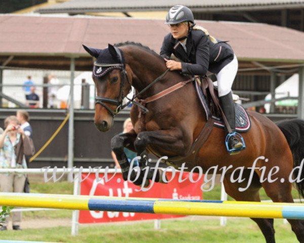 jumper Skady 4 (Hanoverian, 2010, from Stalypso) jumper Skady 4 (Hanoverian, 2010, from Stalypso)