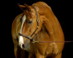 jumper Darwin 96 (Hanoverian, 1999, from Don Bosco)