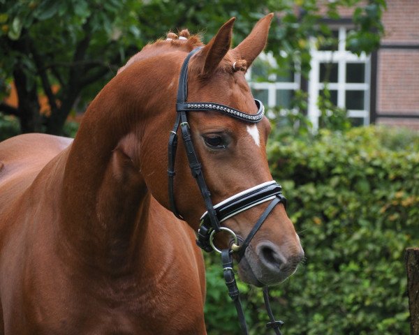 horse Cookie (German Riding Pony, 2012, from Duncan 86)