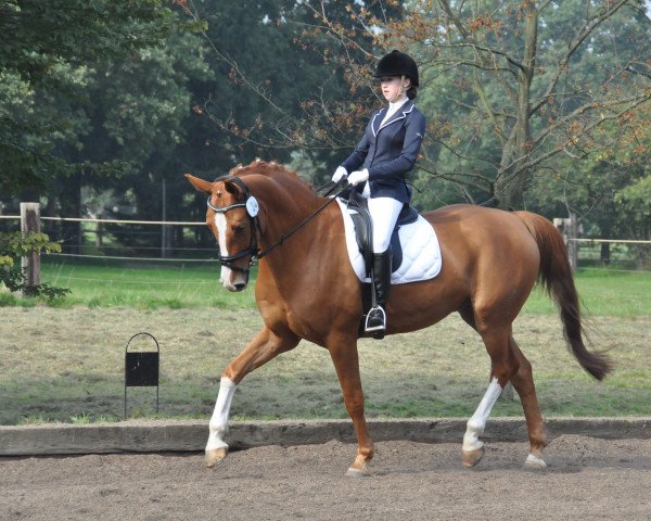 jumper Ruby Blue (German Warmblood, 2007, from Rejoice)