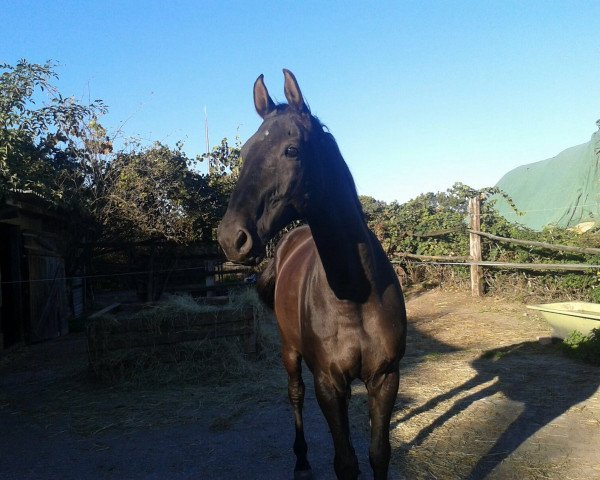 dressage horse Lanciano 52 (Rhinelander, 1999, from Locato)