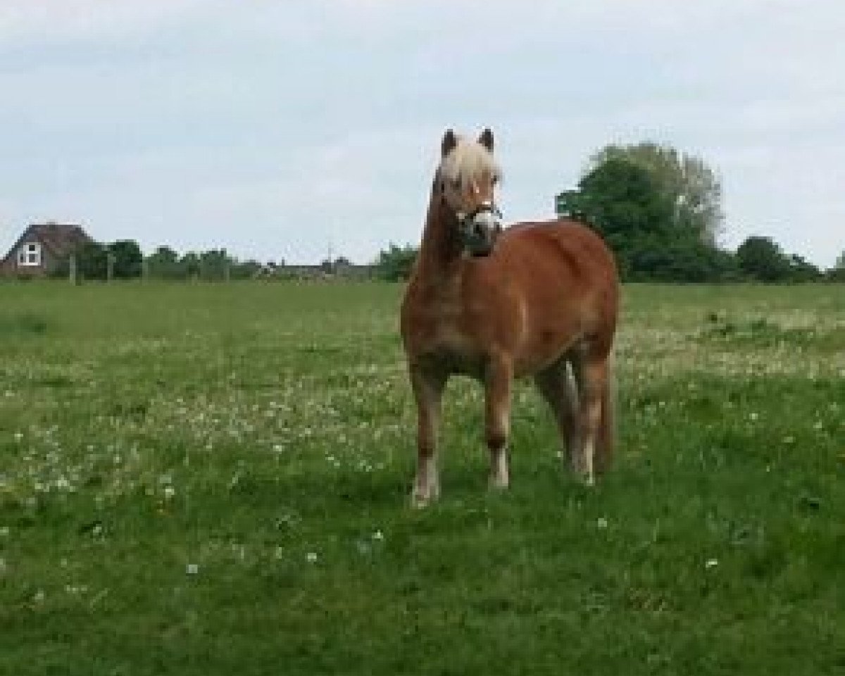 horse Shogun (Haflinger, 1995, from Strato)