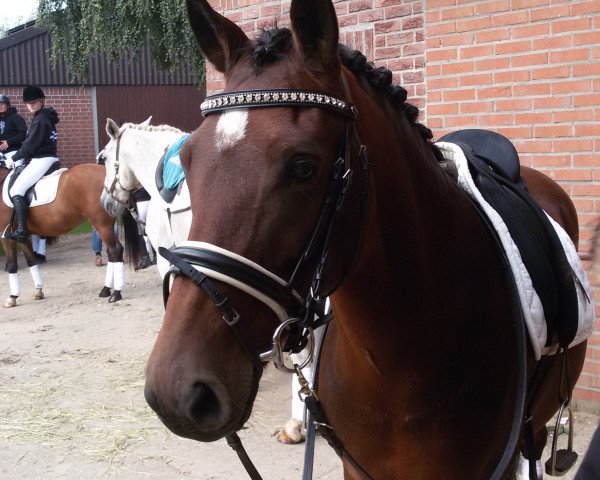 Zuchtstute Dorett (Deutsches Reitpony, 2006, von Doodoo)