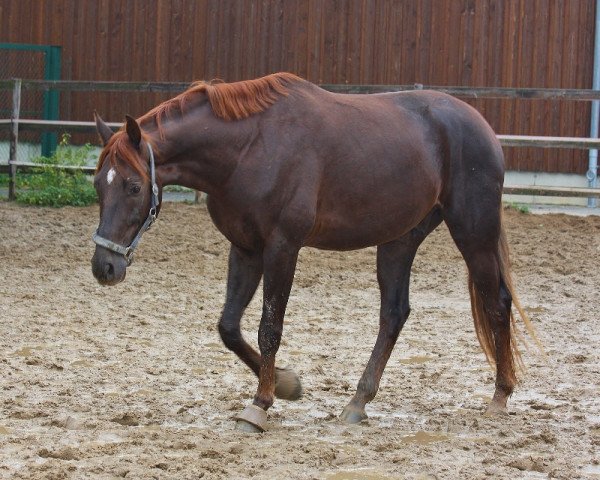 horse Rondo Rubicon (Oldenburg, 2011, from Ron Rubin)