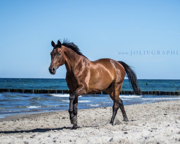 dressage horse Perezvon (Ukrainians, 2000, from Long Deal)