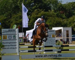 Springpferd Chester 305 (Westfale, 2010, von Coronas 2)