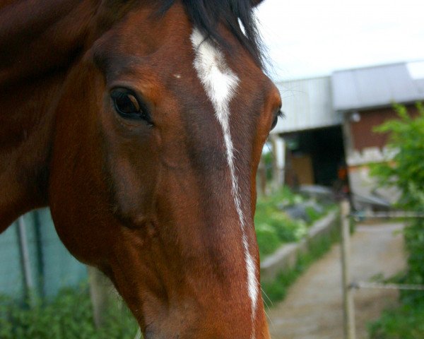 horse Adesco 2 (Hanoverian, 1997, from Allround)