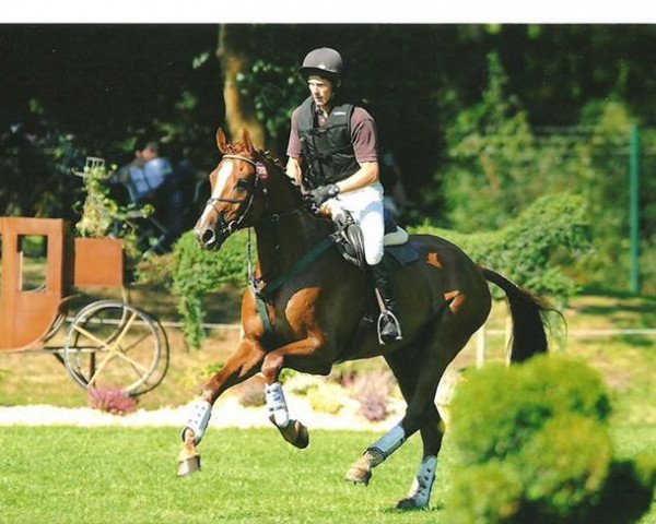 jumper Palm Beach 31 (Hanoverian, 2008, from Perigueux)