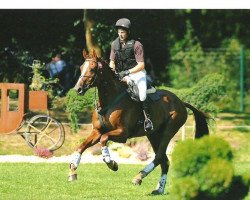jumper Palm Beach 31 (Hanoverian, 2008, from Perigueux)