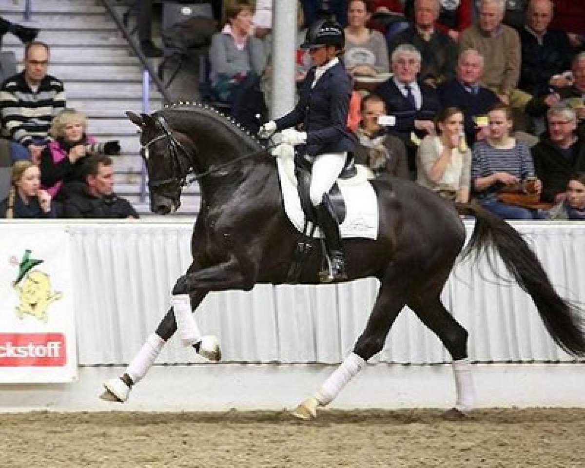 stallion Livaldon (Hanoverian, 2010, from Vivaldi)