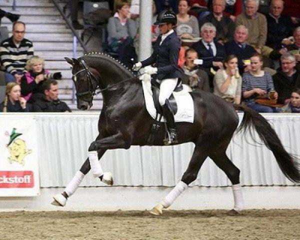 stallion Livaldon (Hanoverian, 2010, from Vivaldi)