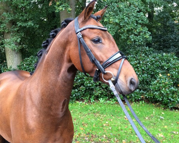 Deckhengst Butterfly Flip J (Deutsches Reitpony, 2010, von Balou Star)