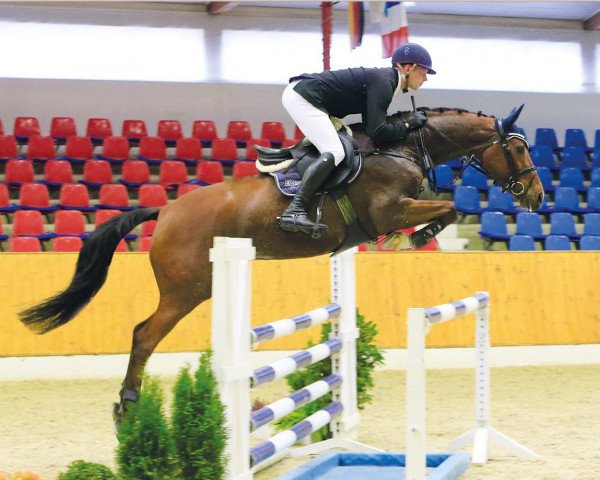 Zuchtstute Charlene 28 (Oldenburger Springpferd, 2009, von Candillo Z)