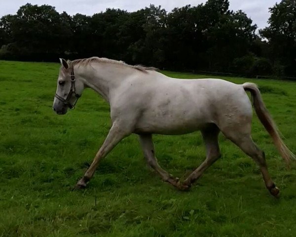 horse Hunter's Monsun (German Riding Pony, 2008, from Monte Christo)