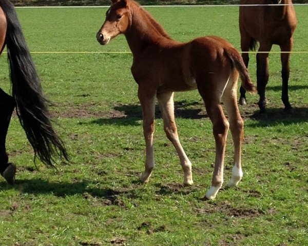 broodmare Hermine G (Westphalian, 2015, from Hermes de Lux)