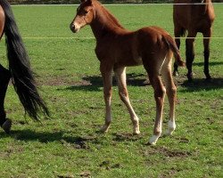 broodmare Hermine G (Westphalian, 2015, from Hermes de Lux)