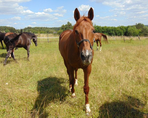 Pferd Beruta (Hannoveraner, 1996, von Brentano II)