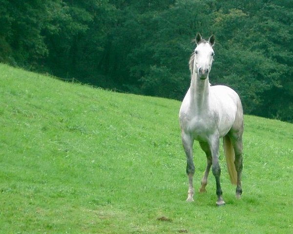 horse Lotano (Zweibrücken, 1994, from Lonely Boy xx)
