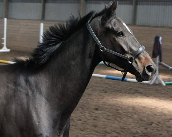 Pferd Lacoste Challenge (Hannoveraner, 2011, von Lauries Crusador xx)