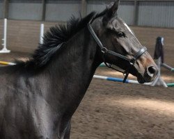 horse Lacoste Challenge (Hanoverian, 2011, from Lauries Crusador xx)
