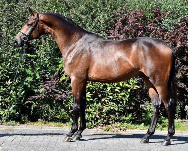 stallion Heaven of Dreams (Trakehner, 2013, from E.H. Millennium)