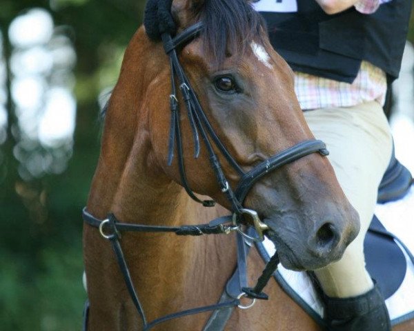 Dressurpferd Graf Bobby 47 (Hannoveraner, 2000, von Graf Remus)