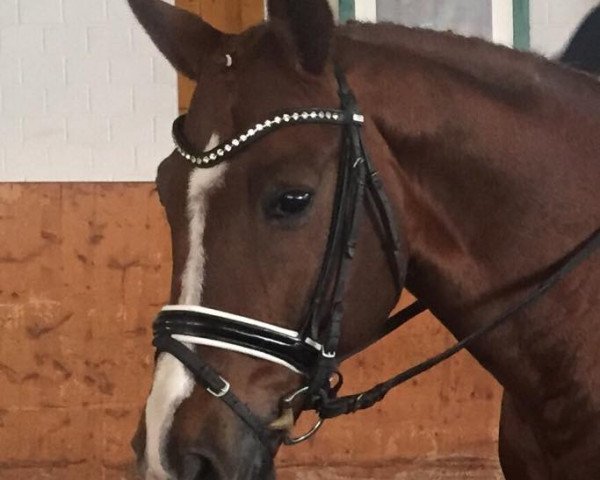dressage horse Dalí (Oldenburg, 2002, from Diamond Hit)