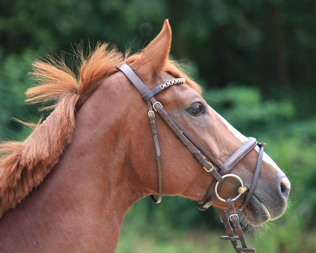 Springpferd Anastasia 168 (Westfale, 2008, von Arpeggio)