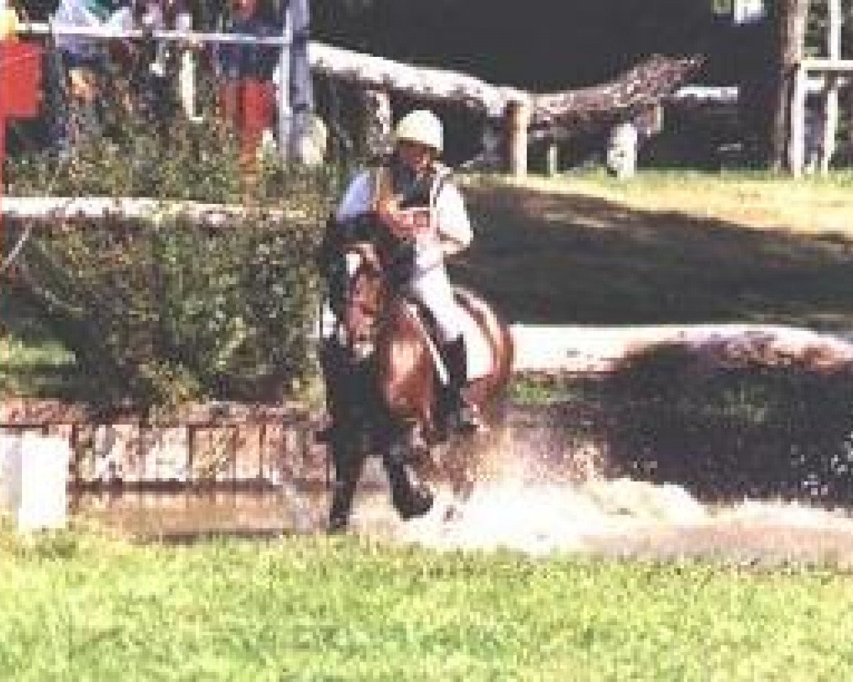 Deckhengst Thor Baffle (Welsh-Cob (Sek. D), 1987, von Bimberg- Boyo)
