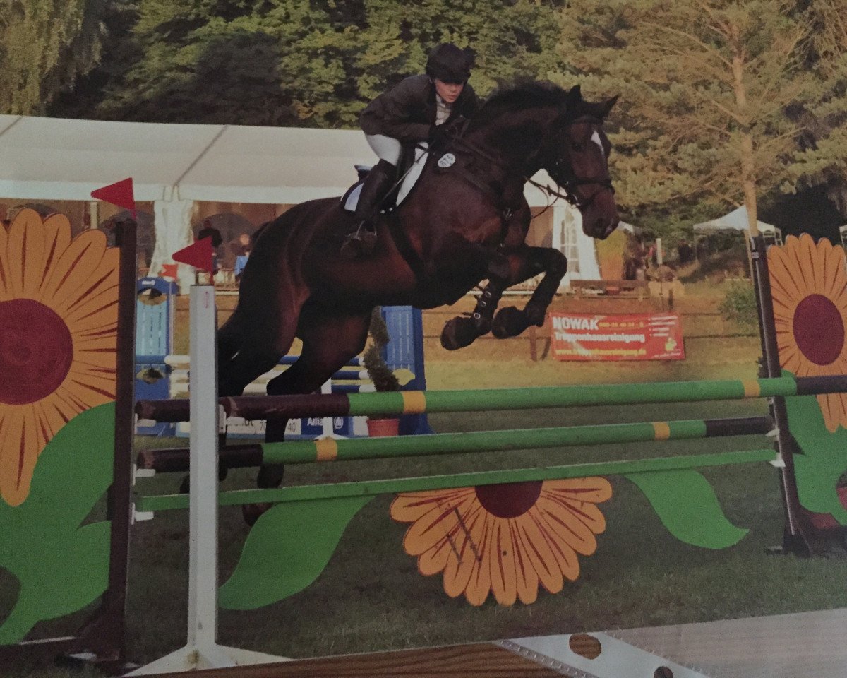 horse Roxana 213 (Holsteiner, 2001, from Acobat II)