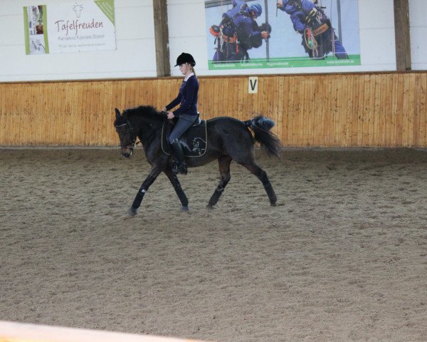 Springpferd Sweet as Chocolate (Deutsches Reitpony, 2003, von Pilgrim’s Red)