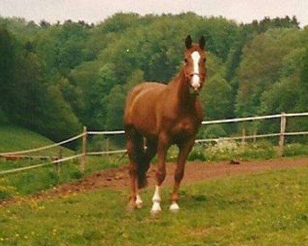 Zuchtstute Anika (Zweibrücker, 1986, von Alme)
