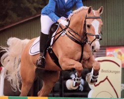 jumper Marty McFly (Little German Riding Horse, 2007, from Meran Gold)
