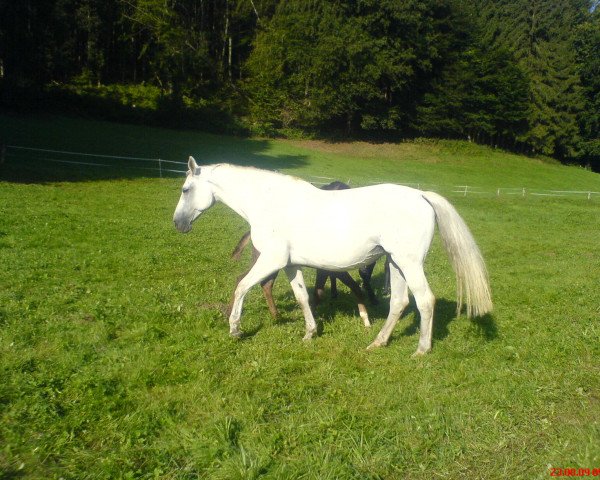 broodmare Amabel (Holsteiner, 1996, from Alexis Z)