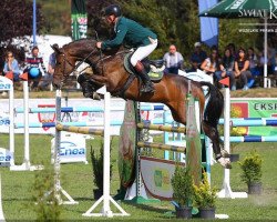 horse Kenzo L (Holsteiner, 2009, from Cassini II)