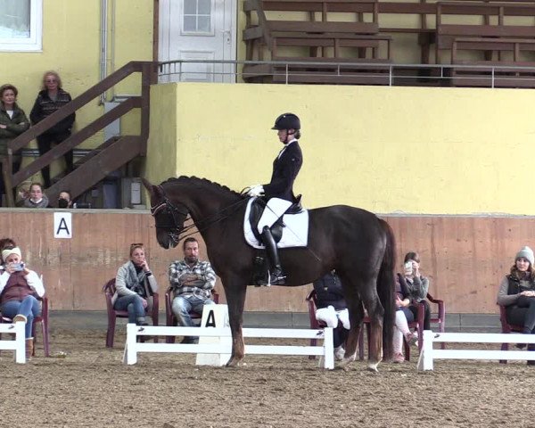 Reitturnier Frechen-Grefrath - Sonnenhof 2021