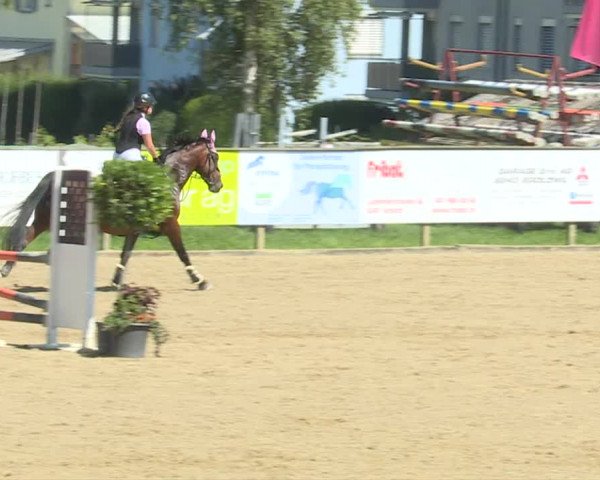 Reitturnier Dagmersellen 2020