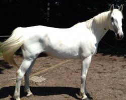 Horse Let's fetz (Bayer, 1999, from Lightning)