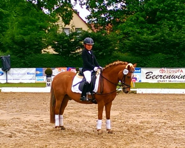 Dressurpferd Sultan 335 (Deutsches Reitpony, 1992)