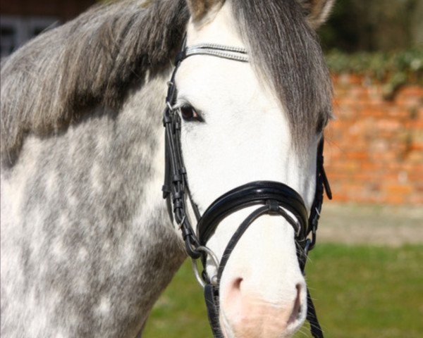 dressage horse One for all Ixes (German Riding Pony, 2008, from Online Ixes)