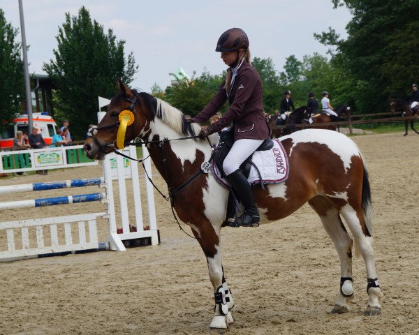 Springpferd Klette (Lewitzer, 2007, von Kaiowa)