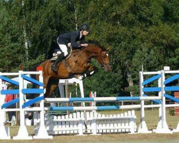 Dressurpferd Canterbury 8 (Deutsches Sportpferd, 2008, von Cancoon)