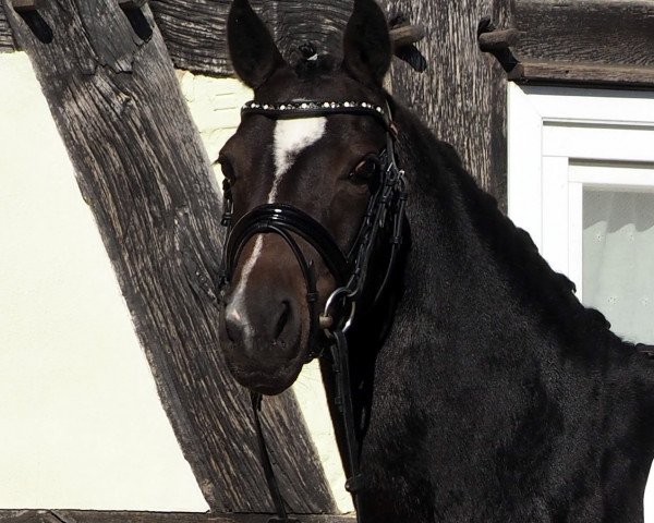 horse Ready to Fly 21 (German Riding Pony, 2011, from Vincente)